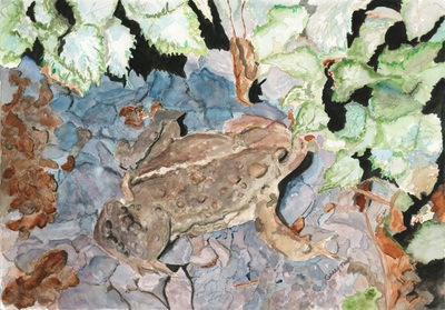 midnight garden toad